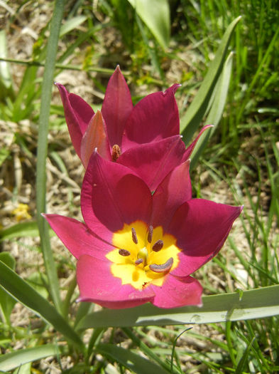 Tulipa Persian Pearl (2013, April 11)