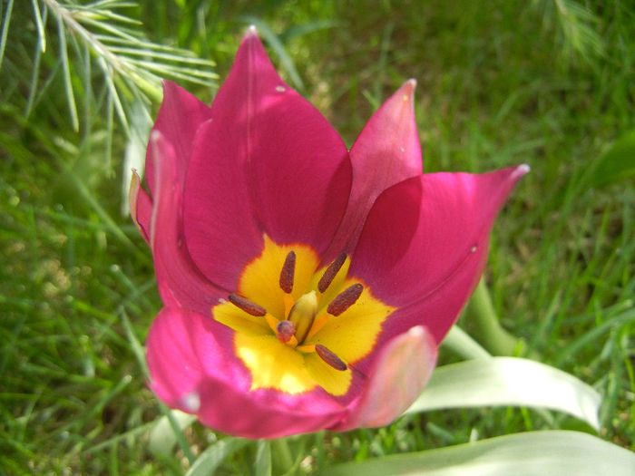 Tulipa Persian Pearl (2013, April 12) - Tulipa Persian Pearl