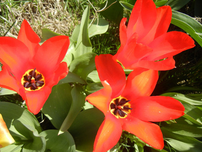 Tulipa Madame Lefeber (2013, April 11) - Tulipa Madame Lefeber