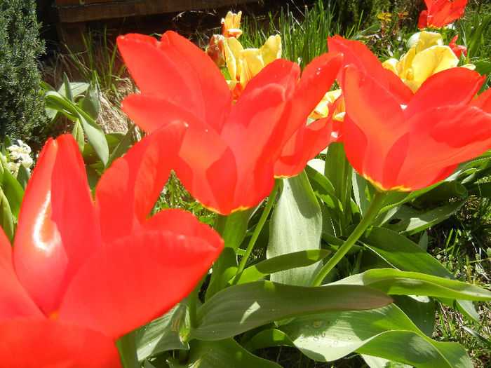Tulipa Madame Lefeber (2013, April 11) - Tulipa Madame Lefeber