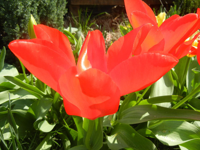 Tulipa Madame Lefeber (2013, April 11) - Tulipa Madame Lefeber
