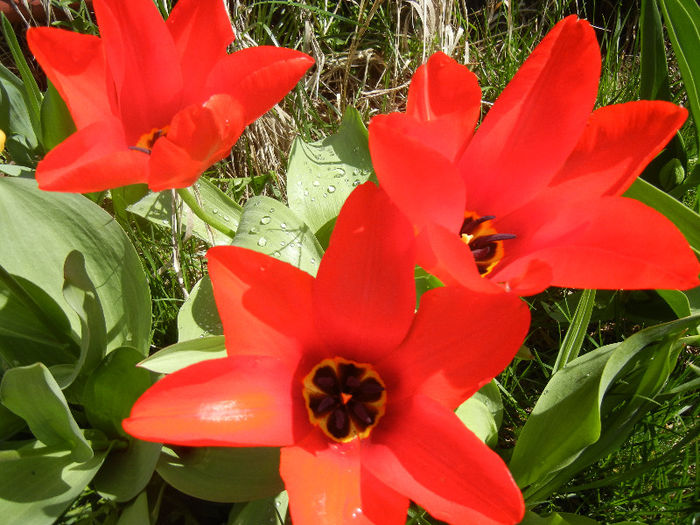 Tulipa Madame Lefeber (2013, April 11)