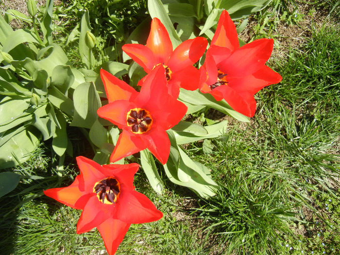 Tulipa Madame Lefeber (2013, April 11) - Tulipa Madame Lefeber