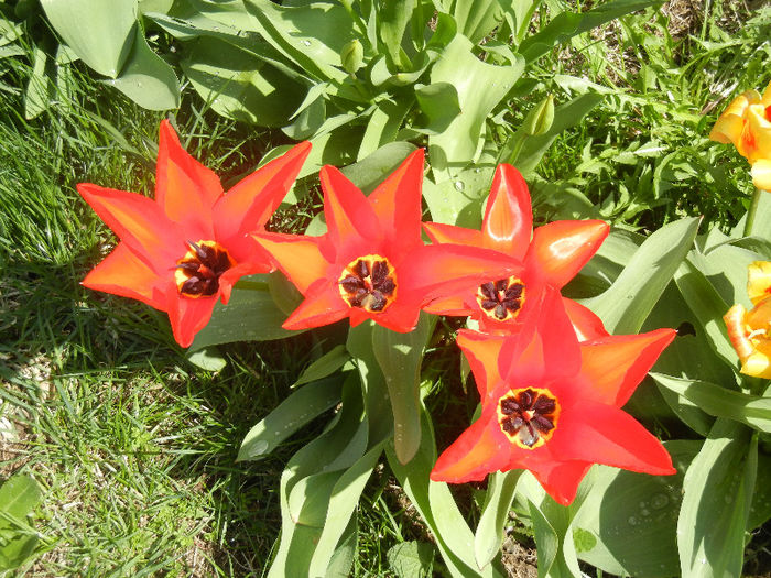 Tulipa Madame Lefeber (2013, April 11)