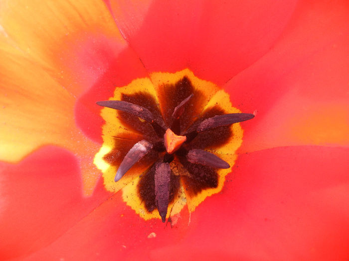 Tulipa Madame Lefeber (2013, April 12) - Tulipa Madame Lefeber
