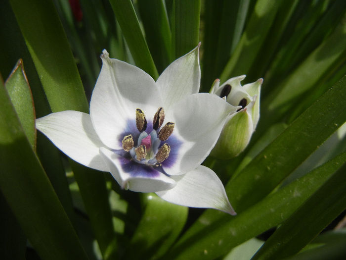 Tulip Alba Coerulea Oculata (2013, Apr.12) - Tulipa Alba Coerulea