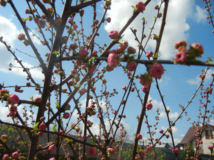 Prunus triloba (2013, April 11)
