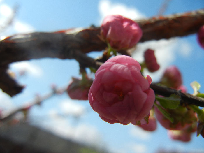 Prunus triloba (2013, April 11)
