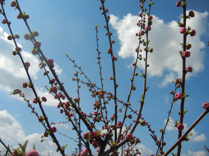 Prunus triloba (2013, April 11)