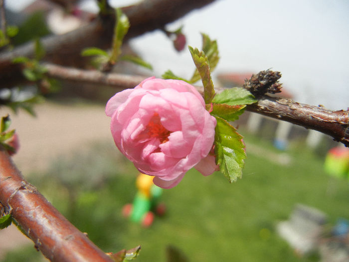 Prunus triloba (2013, April 12)