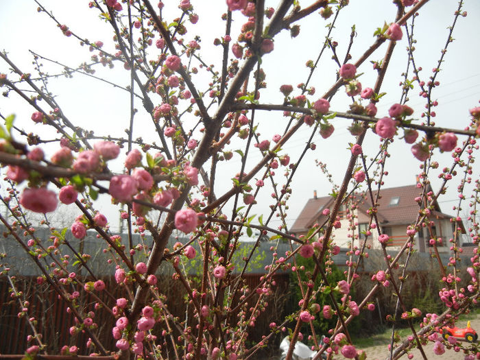 Prunus triloba (2013, April 12)
