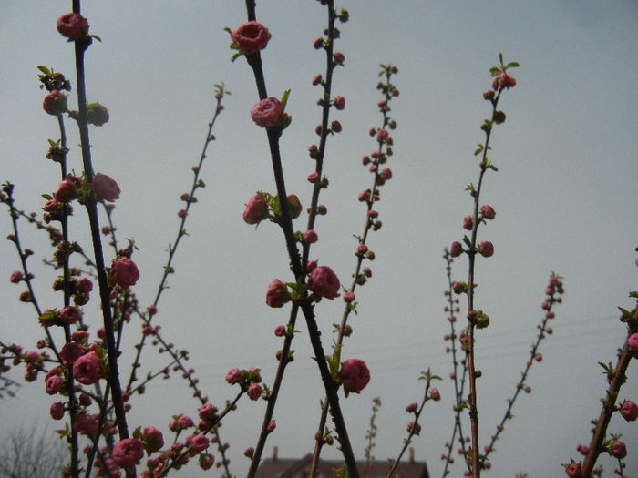 Prunus triloba (2013, April 12)