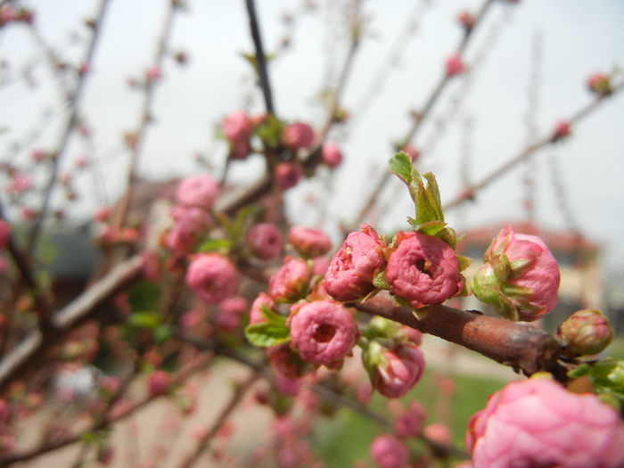 Prunus triloba (2013, April 12)