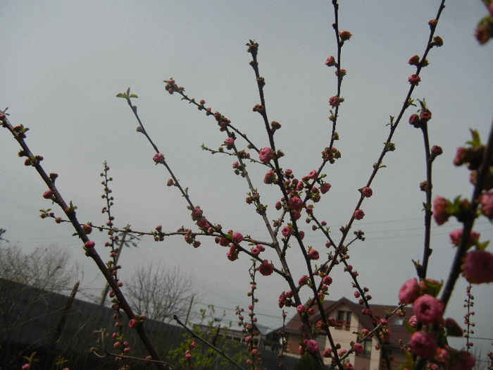 Prunus triloba (2013, April 12)