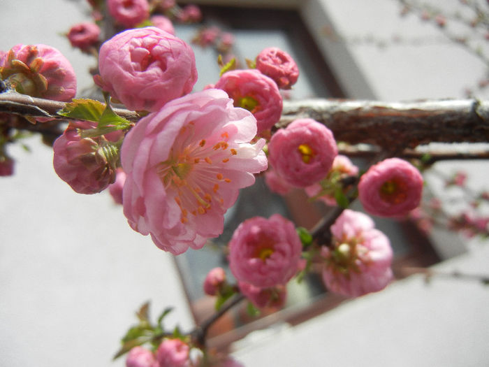 Prunus triloba (2013, April 12)