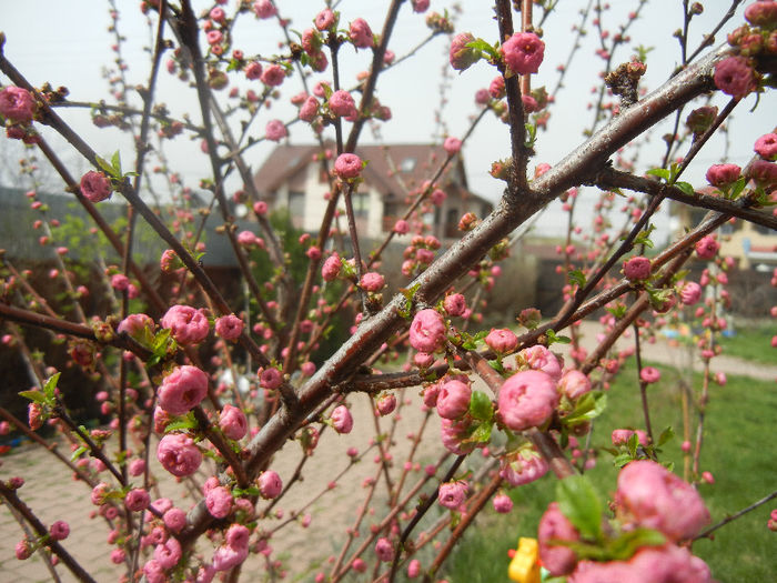 Prunus triloba (2013, April 12)