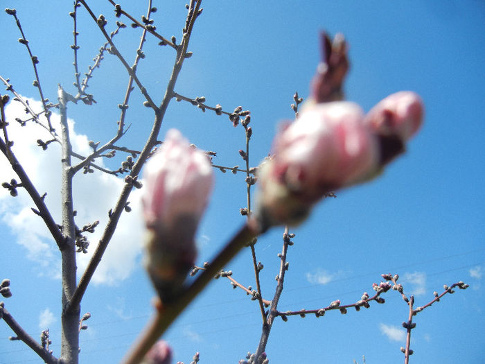 Prunus persica Davidii (2013, April 11)