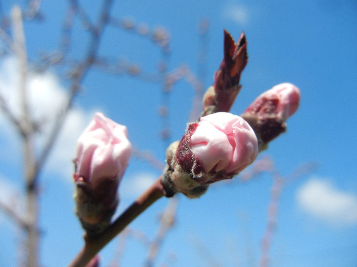 Prunus persica Davidii (2013, April 11)