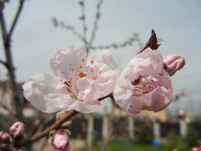 Prunus persica Davidii (2013, April 12)