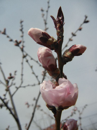 Prunus persica Davidii (2013, April 12) - Prunus persica Davidii