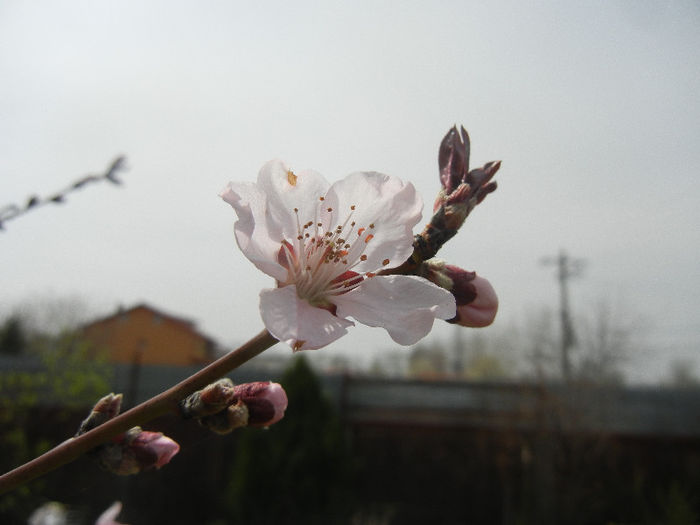 Prunus persica Davidii (2013, April 12)