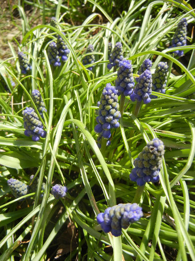 Muscari armeniacum (2013, April 11)
