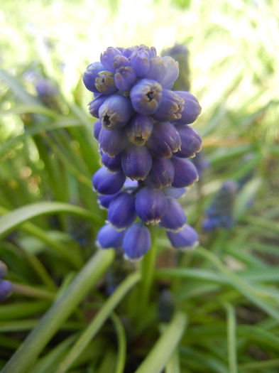 Muscari armeniacum (2013, April 11)