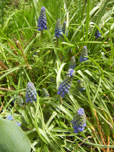 Muscari armeniacum (2013, April 12)