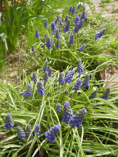 Muscari armeniacum (2013, April 12)