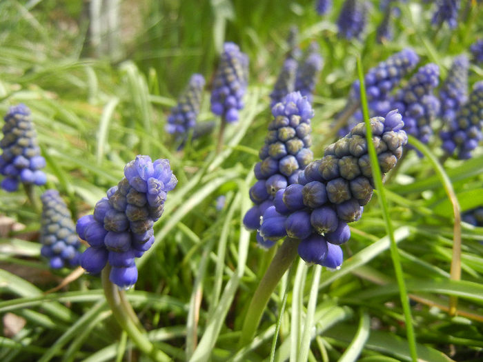 Muscari armeniacum (2013, April 12) - Muscari Armeniacum