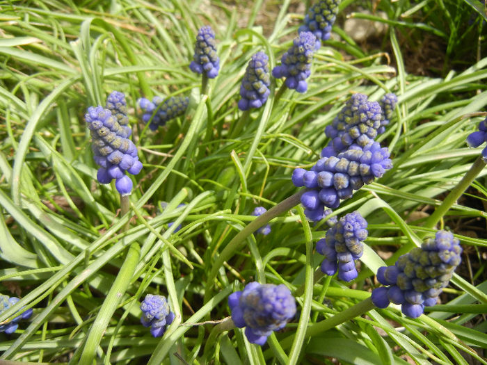 Muscari armeniacum (2013, April 12)