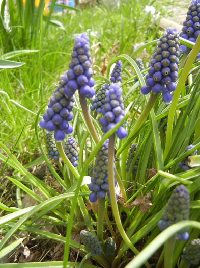 Muscari armeniacum (2013, April 12)