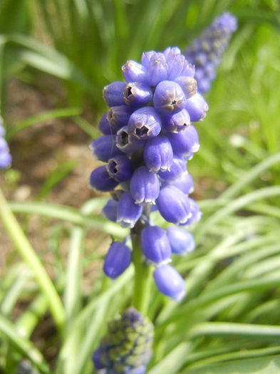 Muscari armeniacum (2013, April 12)