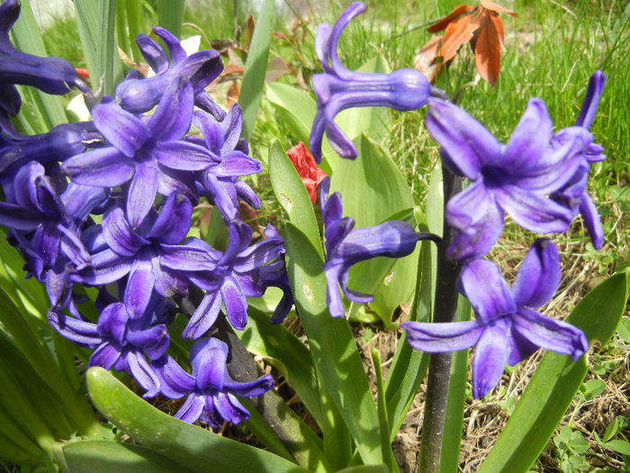 Hyacinth Peter Stuyvesant (2013, Apr.12)