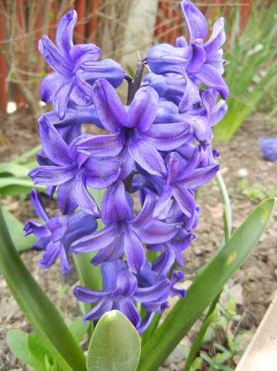 Hyacinth Peter Stuyvesant (2013, Apr.12)