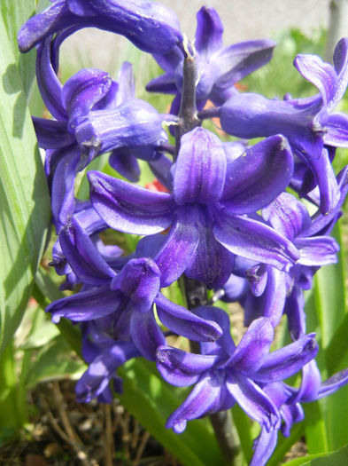 Hyacinth Peter Stuyvesant (2013, Apr.12)