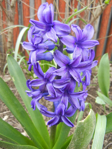 Hyacinth Peter Stuyvesant (2013, Apr.12)