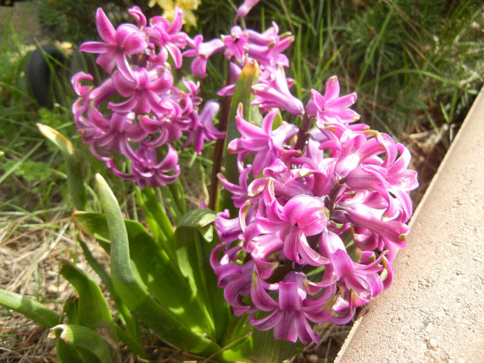 Hyacinth Amethyst (2013, April 12)