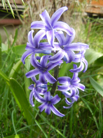 Hyacinth Blue Jacket (2013, April 12)