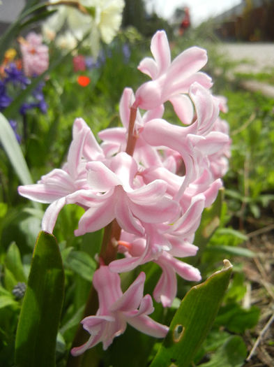 Hyacinth Fondant (2013, April 12)