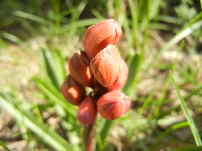 Hyacinthus Hollyhock (2013, April 11) - Hyacinth Hollyhock