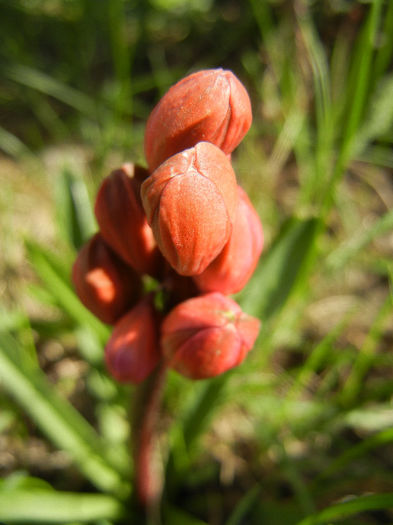 Hyacinthus Hollyhock (2013, April 11)