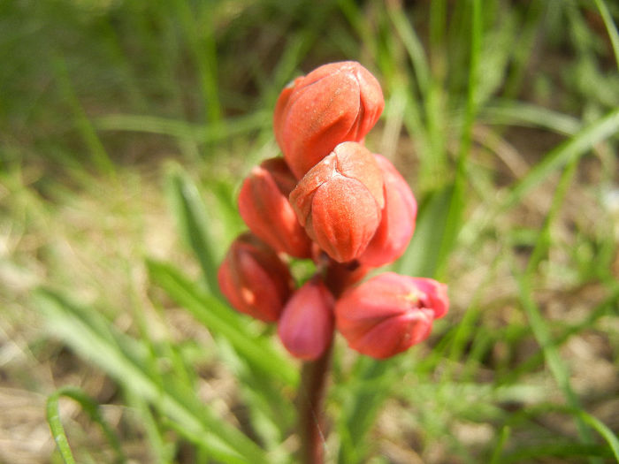 Hyacinthus Hollyhock (2013, April 12)