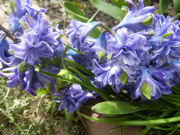 Hyacinth Isabelle (2013, April 12)