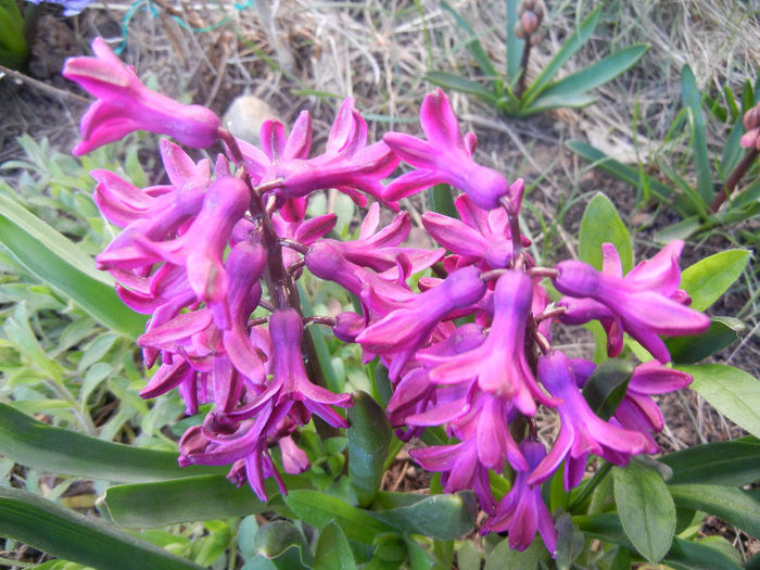 Hyacinth Woodstock (2013, April 10) - Hyacinth Woodstock