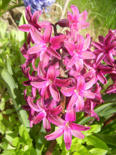 Hyacinth Woodstock (2013, April 12) - Hyacinth Woodstock