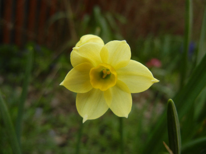 Narcissus Minnow (2013, April 12) - Narcissus Minnow