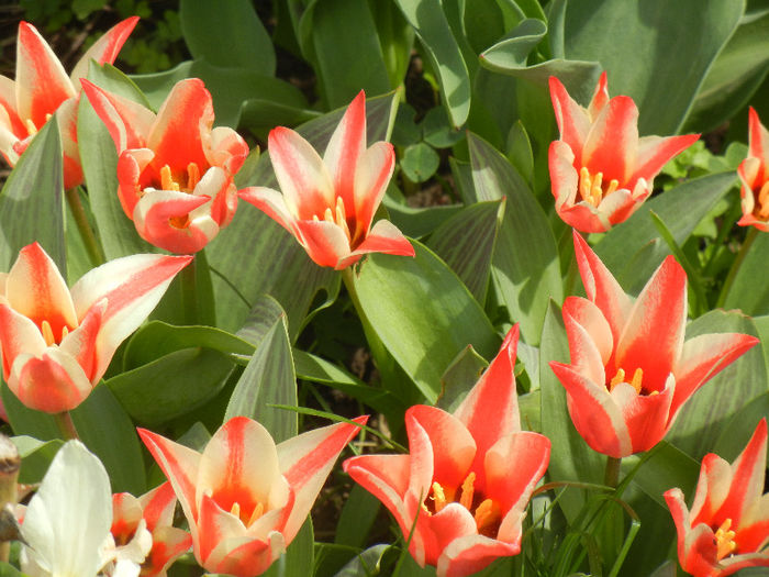 Tulipa Pinocchio (2013, April 12)