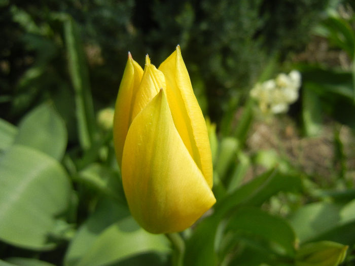 Tulipa Candela (2013, April 12)
