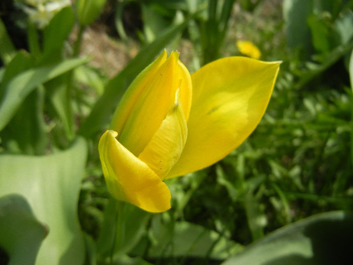 Tulipa Candela (2013, April 12) Tulipa Candela (2013, April 12)
